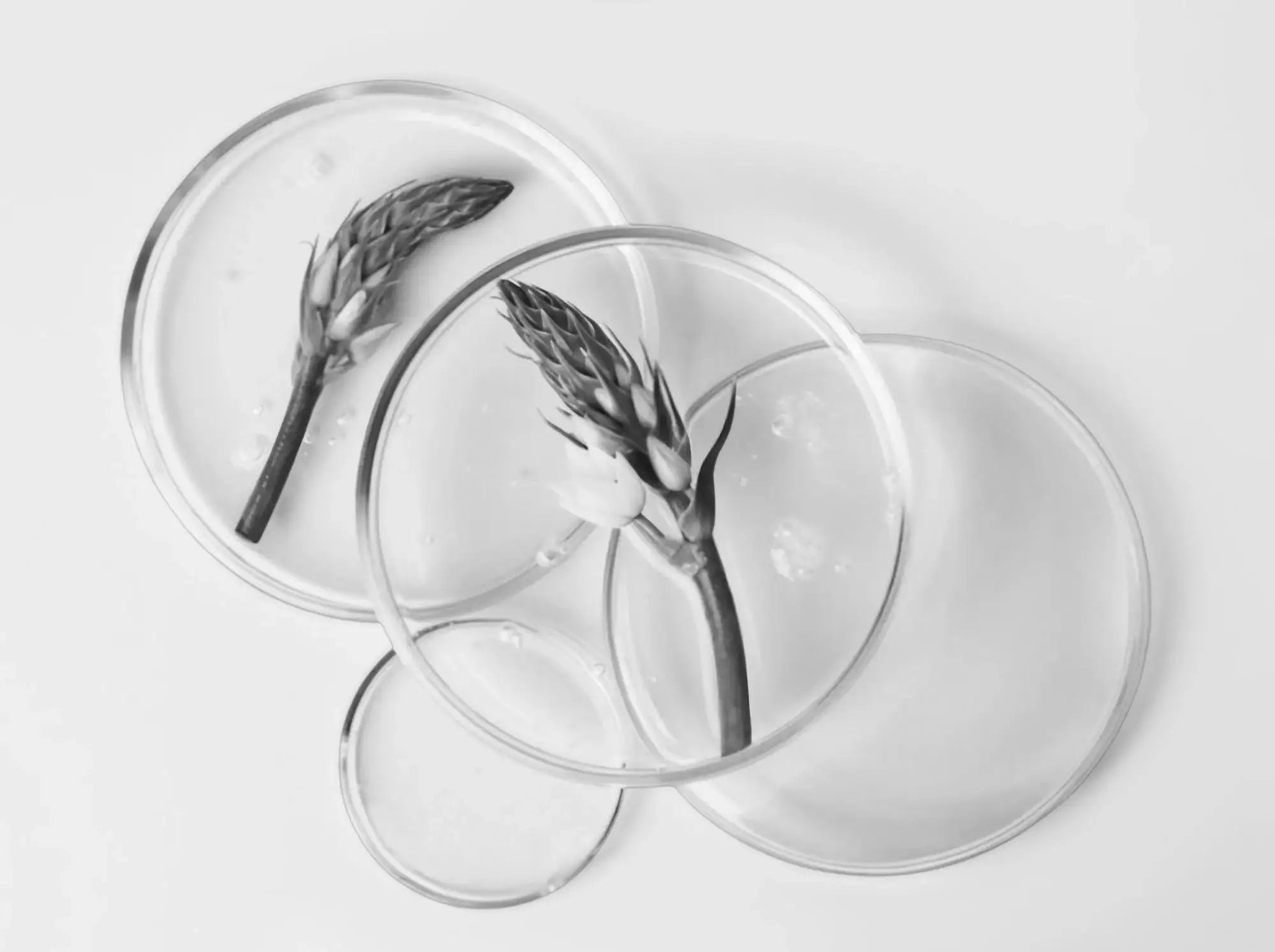 Botanical ingredients in  a pitrie dish